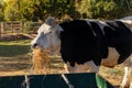 Dairy cow eating with vegetation in the background Royalty Free Stock Photo