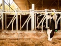 Dairy cow eats straw Royalty Free Stock Photo