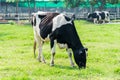 Dairy cow in farm cows grazing in fresh pastures Royalty Free Stock Photo