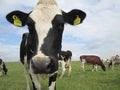 Dairy cow in a field Royalty Free Stock Photo