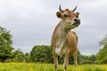 Dairy cow in field Royalty Free Stock Photo