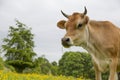 Dairy cow in field Royalty Free Stock Photo
