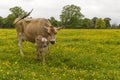 Dairy cow in field of buttercups Royalty Free Stock Photo