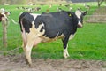 Dairy cow with full udder on a pasture in Schleswig-Holstein, Germany Royalty Free Stock Photo