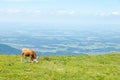 Dairy Cow Grazes in a High Alpine Meadow Royalty Free Stock Photo