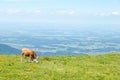 Dairy Cow Grazes in a High Alpine Meadow