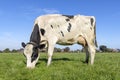Dairy cow grazing in a field, black and white spotted coat, fully in focus full length side view, round pink udder and blue sky,