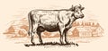 Dairy cow is grazing in meadow near farm. Hand drawn graphic rural landscape. Milk farm, sketch vector illustration