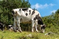 Dairy cow grazing in mountain - Italian Alps Royalty Free Stock Photo