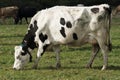 Dairy cow grazing on pasture Royalty Free Stock Photo