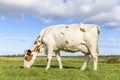 Dairy cow grazing, red and white spotted coat, full length side view, round pink udder and blue sky, green field Royalty Free Stock Photo