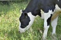 Dairy cow grazing. Royalty Free Stock Photo