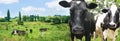 Dairy cow herd feeding in grass farm paddock wide banner