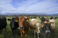 Dairy Cow Herd at Karamea, West Coast, New Zealand