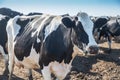 Dairy cow of the Holstein breed Friesian, grazing on field Royalty Free Stock Photo