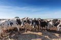 Dairy cow of the Holstein breed Friesian, grazing on field Royalty Free Stock Photo