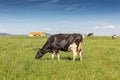 Dairy cow of the Holstein breed Friesian, grazing on green field Royalty Free Stock Photo