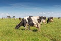 Dairy cow of the Holstein breed Friesian, grazing on green field Royalty Free Stock Photo