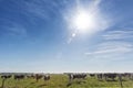 Dairy cow of the Holstein breed Friesian, grazing on green field Royalty Free Stock Photo