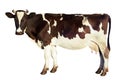 Dairy cow isolated Royalty Free Stock Photo