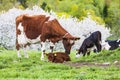 Dairy cow licking her young calf on a meadow in a beautiful spring landscape Royalty Free Stock Photo