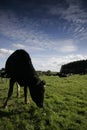 Dairy cow in a meadow