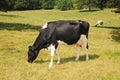 Dairy cow in the meadow