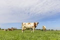 Dairy cow milk cattle red and white, udder large and full and mammary veins, a green field and a blue sky Royalty Free Stock Photo