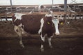 Dairy cow of Monbeliard breeding in free livestock stall. Toned