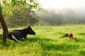 Dairy Cow & New Born Calfs Royalty Free Stock Photo