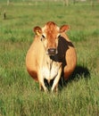 Dairy cow in paddock of grass