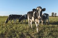 Dairy cow in Pampas countryside Royalty Free Stock Photo