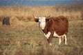 Dairy cow in pasture, countryside Lithuania, farming, agriculture Royalty Free Stock Photo