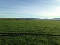 Dairy cow pasture in San Francisco Royalty Free Stock Photo