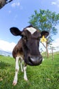 Dairy cow in a pasture Royalty Free Stock Photo