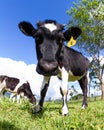 Dairy cow in a pasture