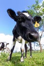 Dairy cow in a pasture