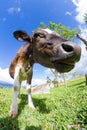 Dairy cow in a pasture Royalty Free Stock Photo