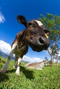 Dairy cow in a pasture Royalty Free Stock Photo