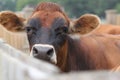 A dairy cow peers over the fence