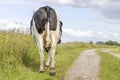 Dairy cow rear end, walking away next to a path, butt of cow and a clouded sky Royalty Free Stock Photo