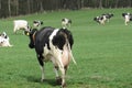 Dairy cow, rear view,with full udder on a pasture in Schleswig-Holstein, Germany