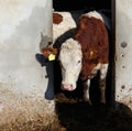 A dairy cow, a Red Spotted one, comes out of the farmer barn. Royalty Free Stock Photo