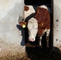 A dairy cow, a Red Spotted one, comes out of the farmer barn.