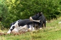 Dairy cow relaxing in the grass - Italian Alps Royalty Free Stock Photo