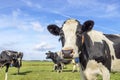 Dairy cow at right edge, oncoming curious approaching in a field, black and white and a blue sky Royalty Free Stock Photo