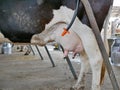 Dairy cow`s udder ready for milking at a farm