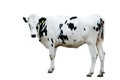 Dairy cow isolated Royalty Free Stock Photo