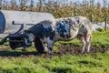 Dairy cow standing on wet mud among green grass drinking water from a water tank on an agricultural farm Royalty Free Stock Photo