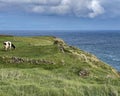 Lone cow on Terceira Island in the Azores